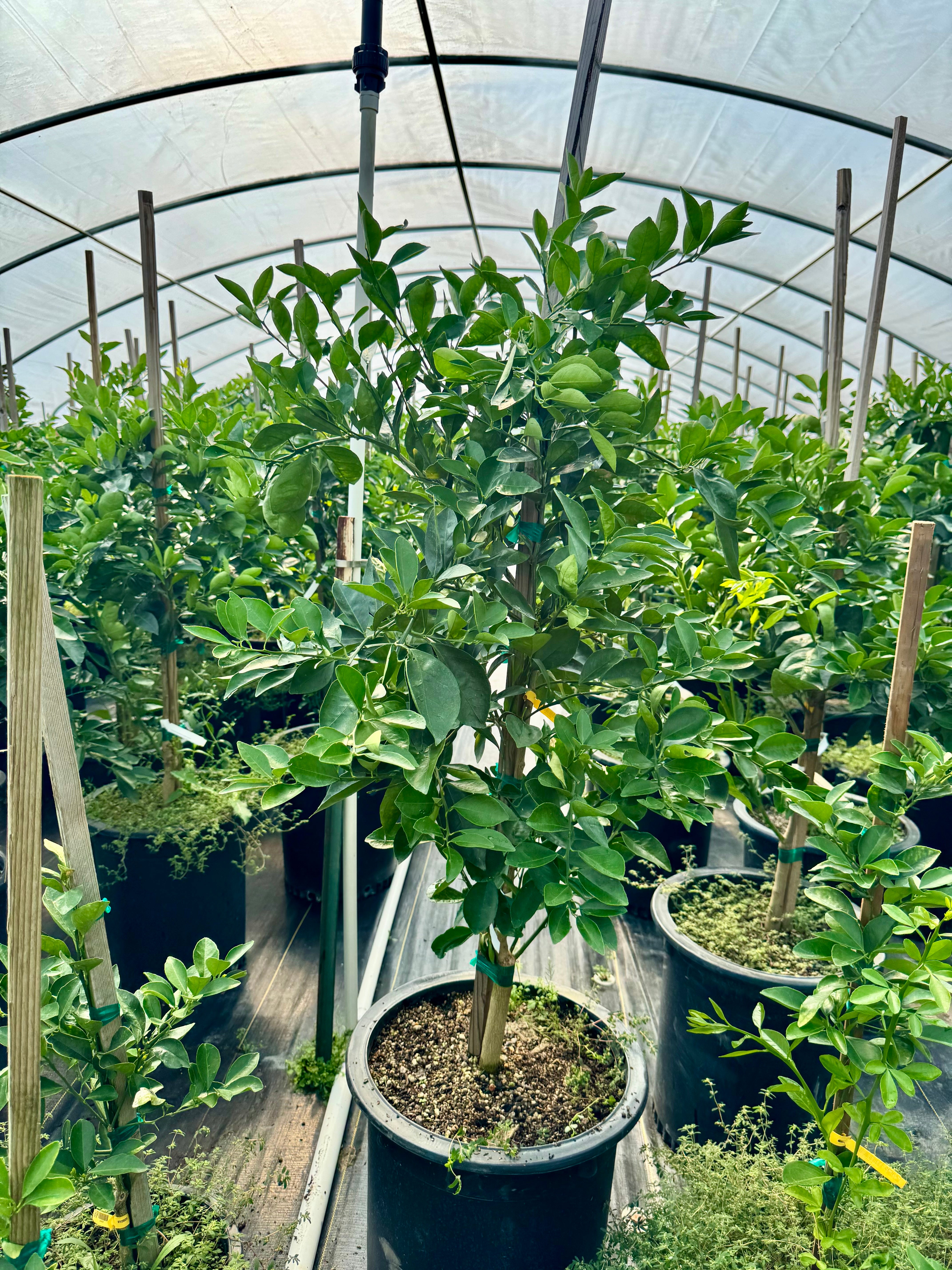 Cara Cara Pink Navel Orange 15 Gallon