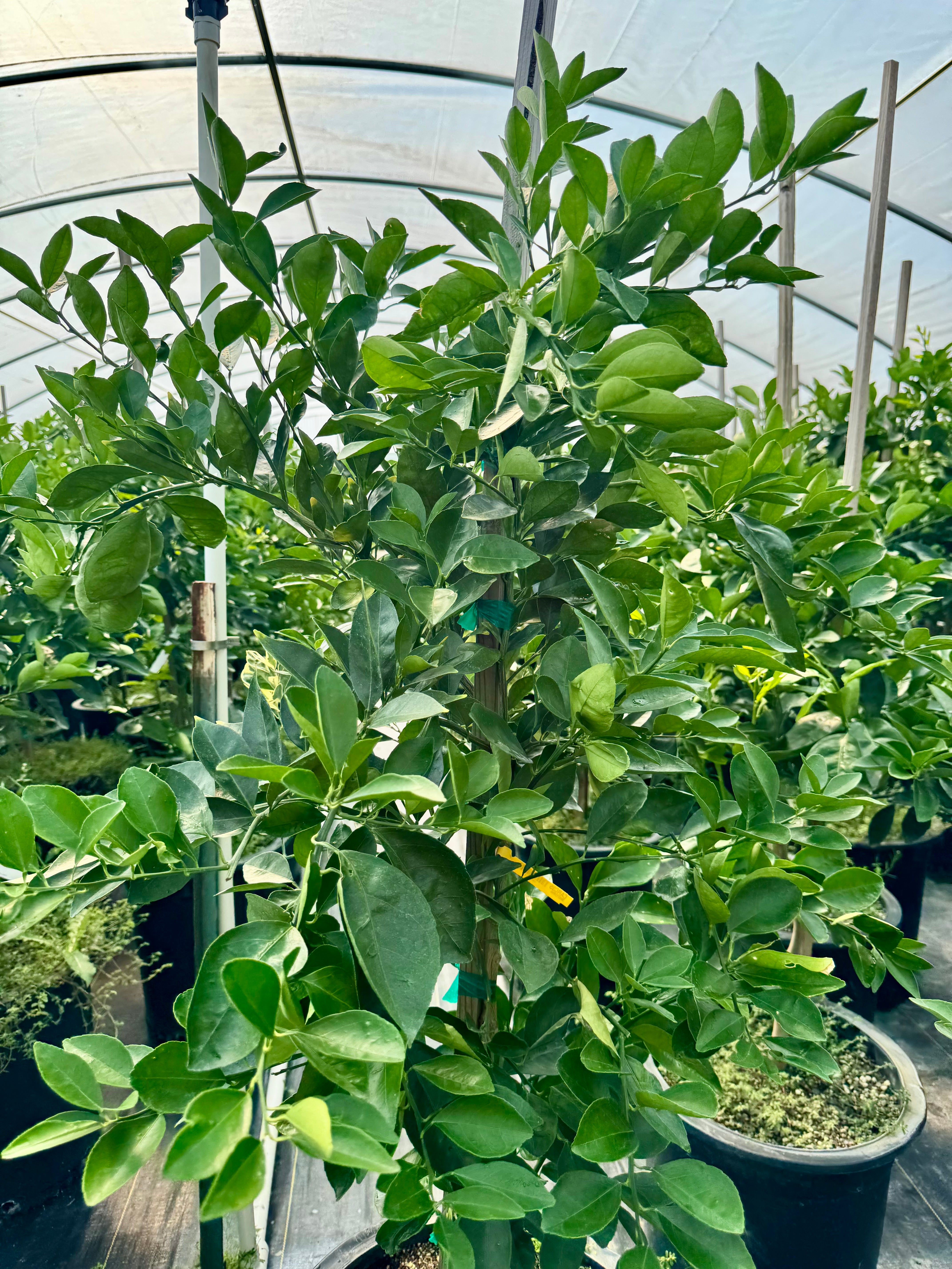 Cara Cara Pink Navel Orange 15 Gallon