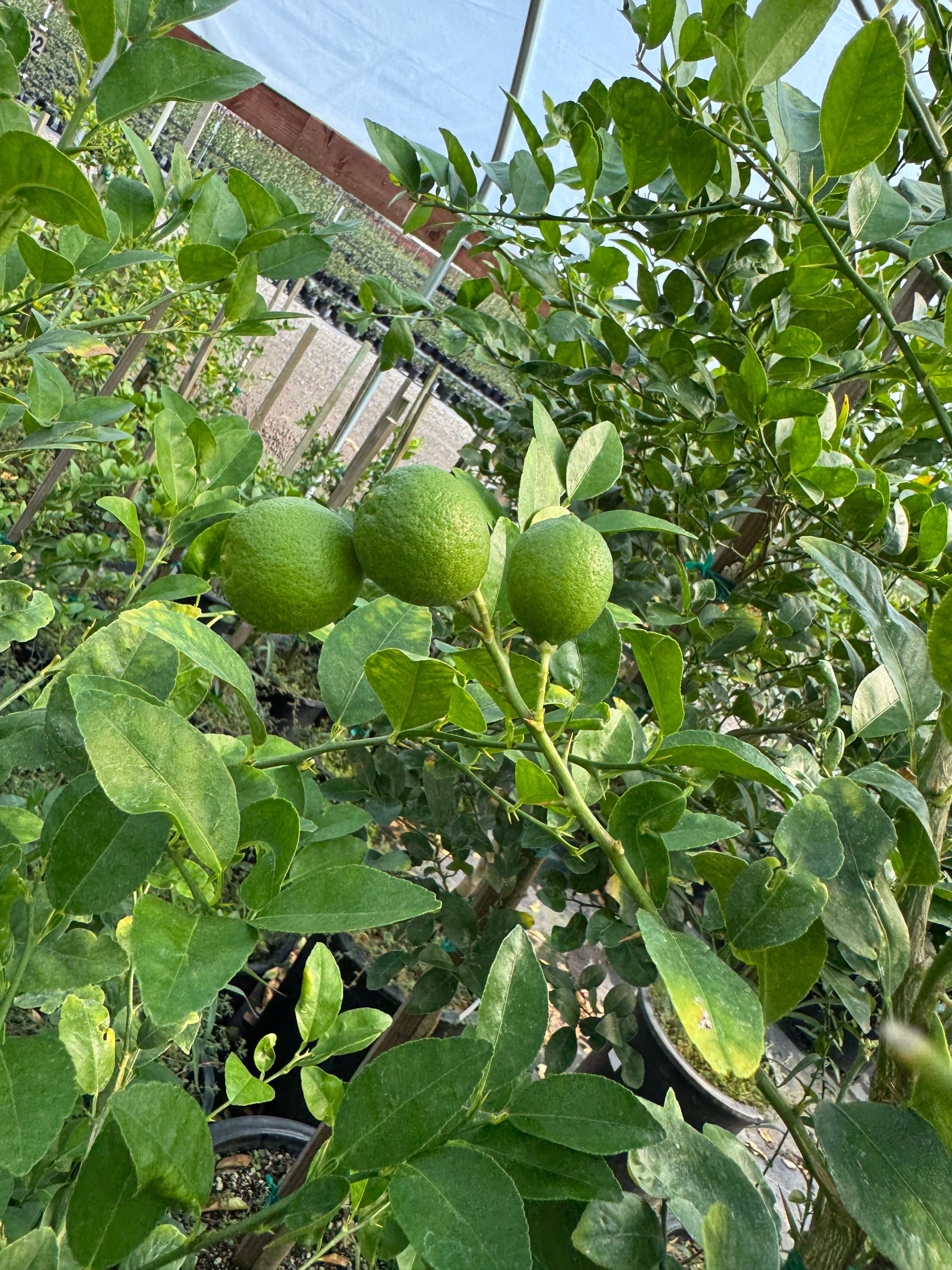 Cara Cara Pink Navel Orange 15 Gallon