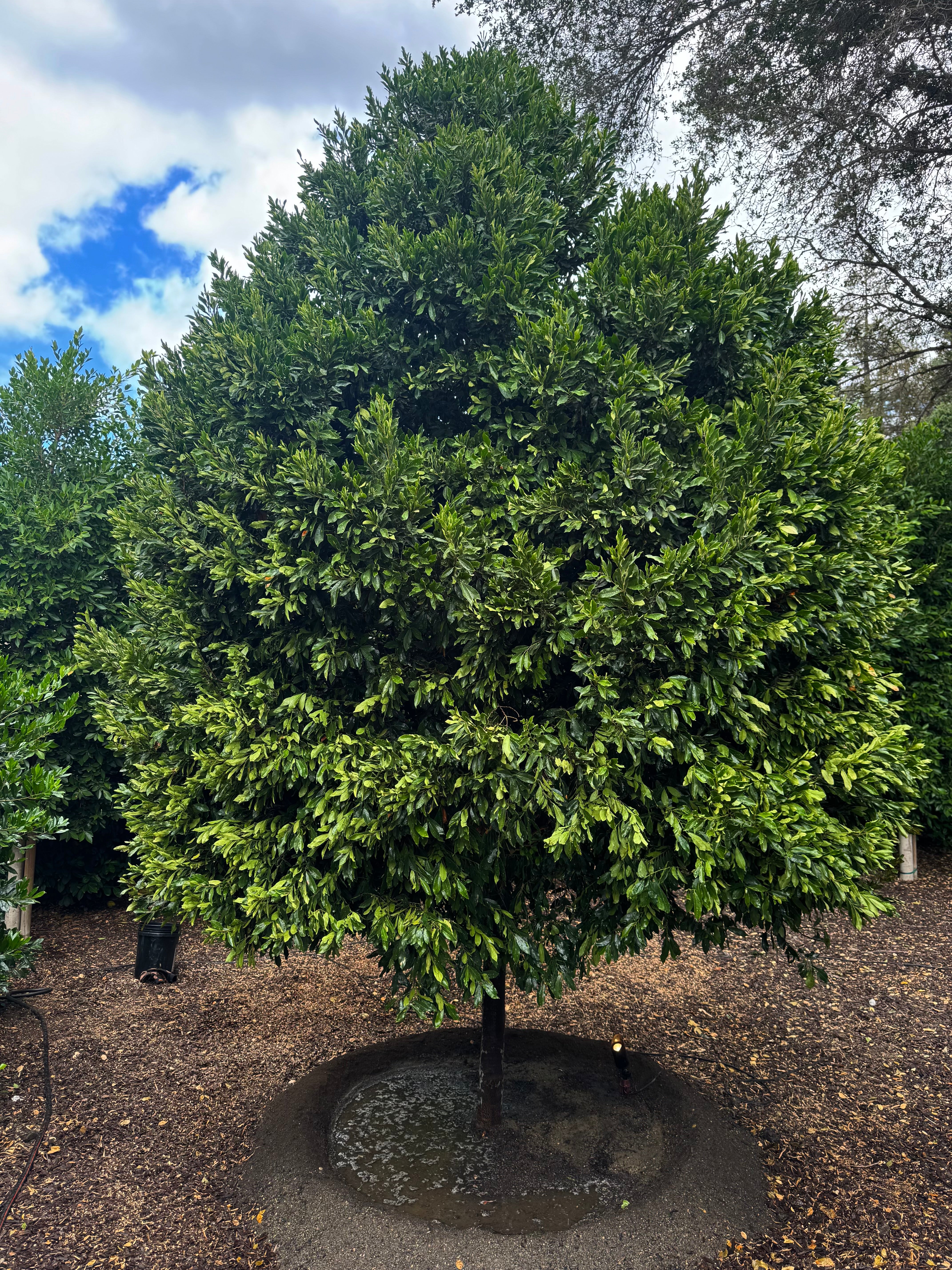 Particular Tree My Store