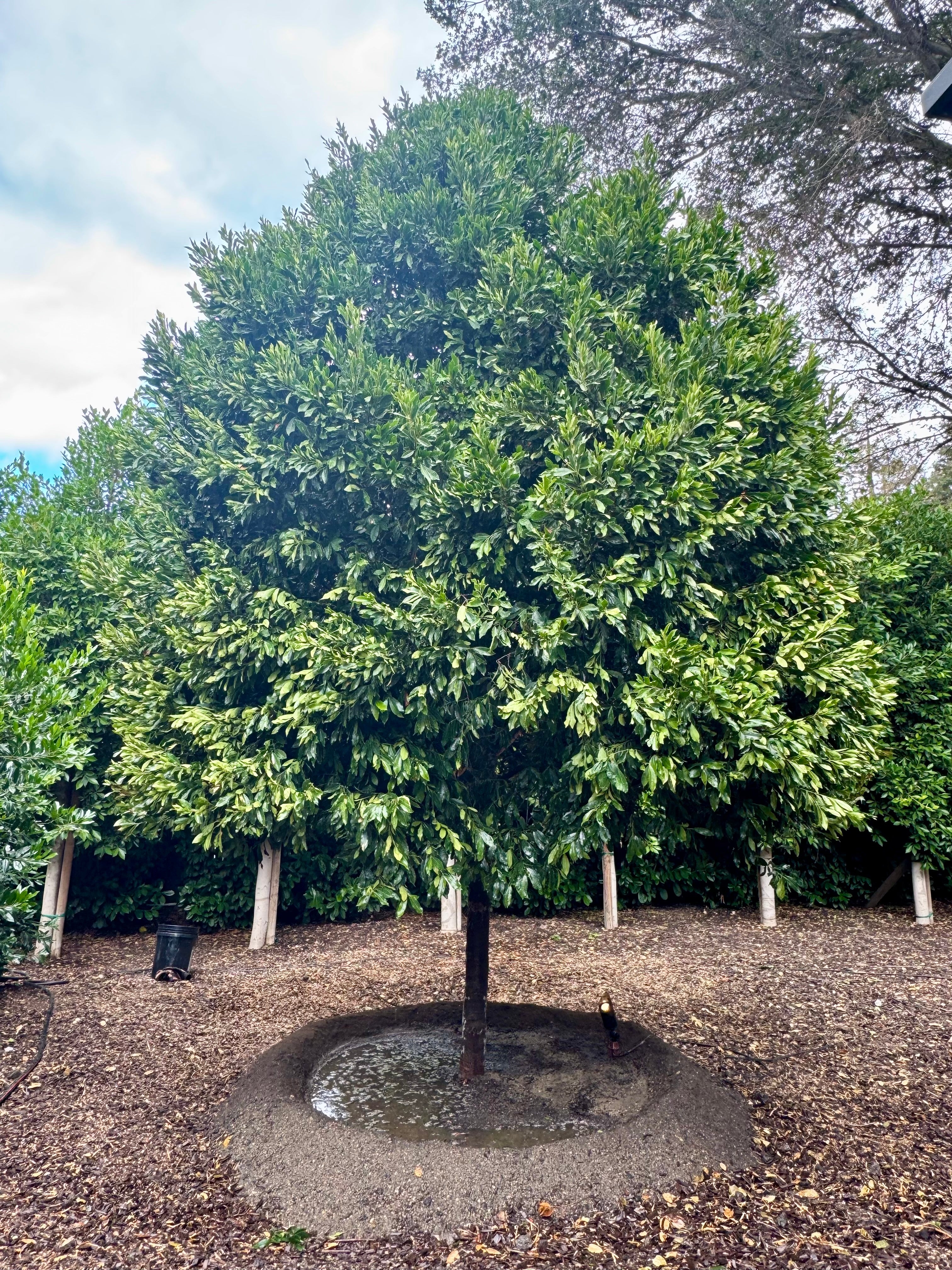 Carolina Cherry Compacta (Prunus Caroliniana) Tree Form 24 inch box