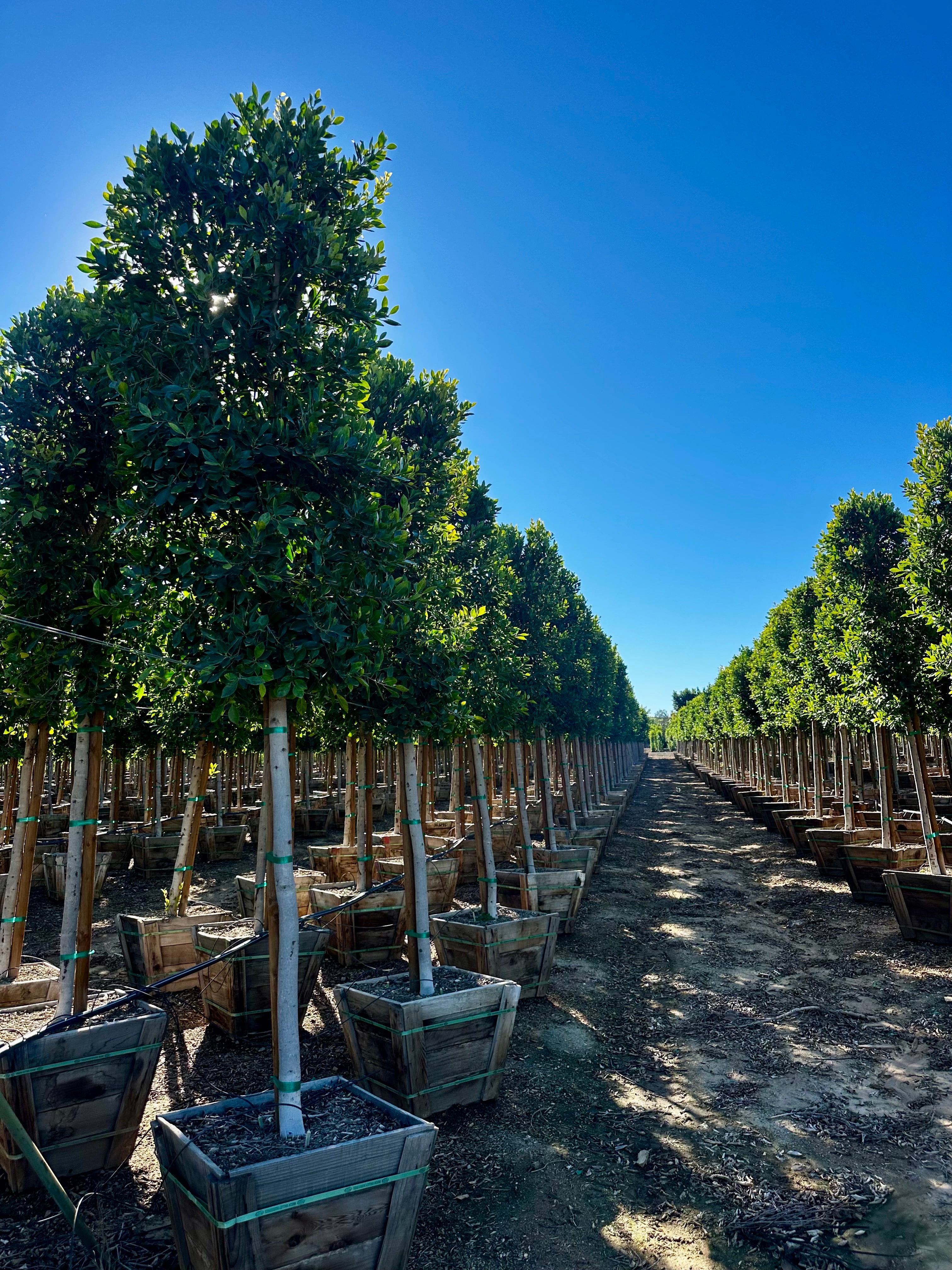 Ficus Nitida (Indian Laurel) Standard Form 24 inch box