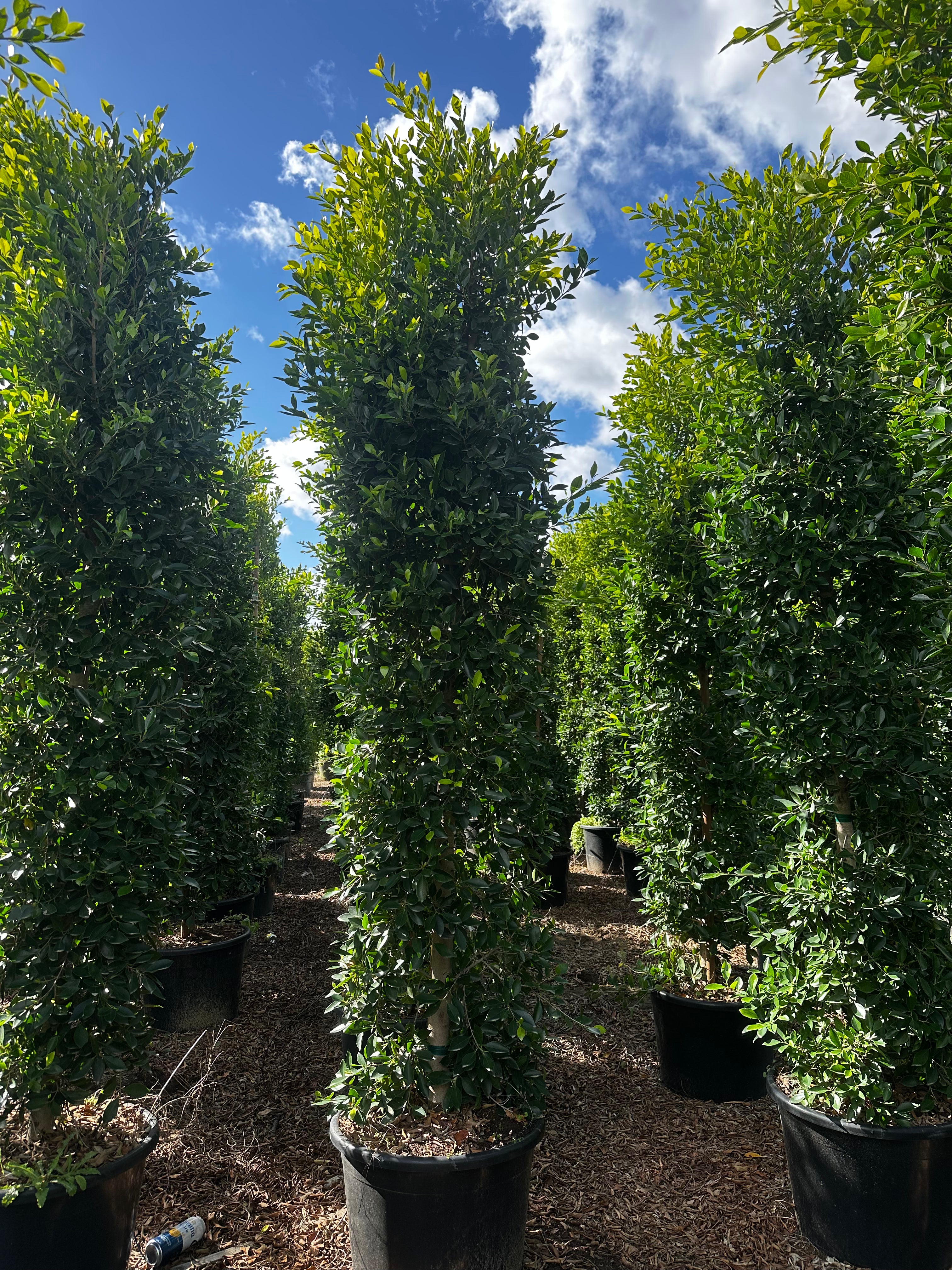 Indian Laurel (Ficus Nitida) Column 24inch box