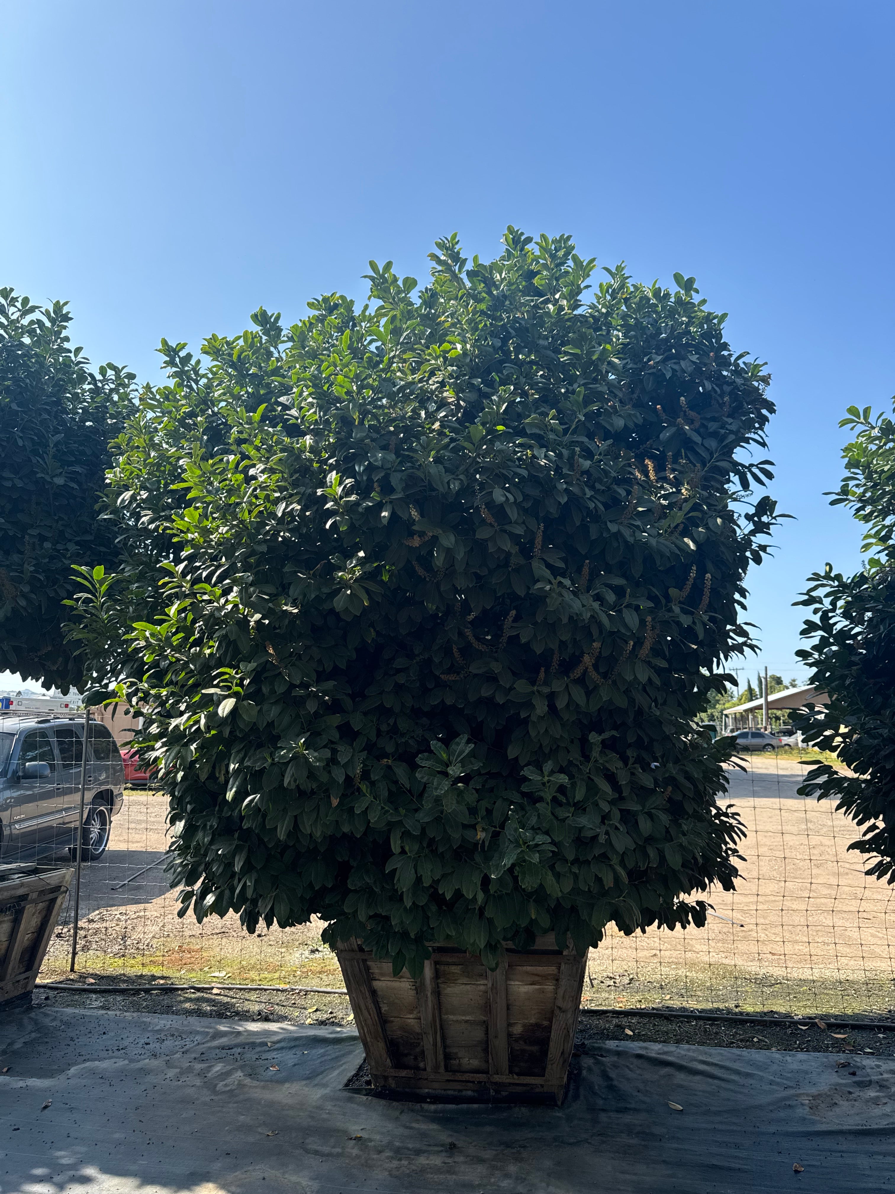 English Laurel (Prunus Laurocerasus) Column 25 Gallon or 24 inch box