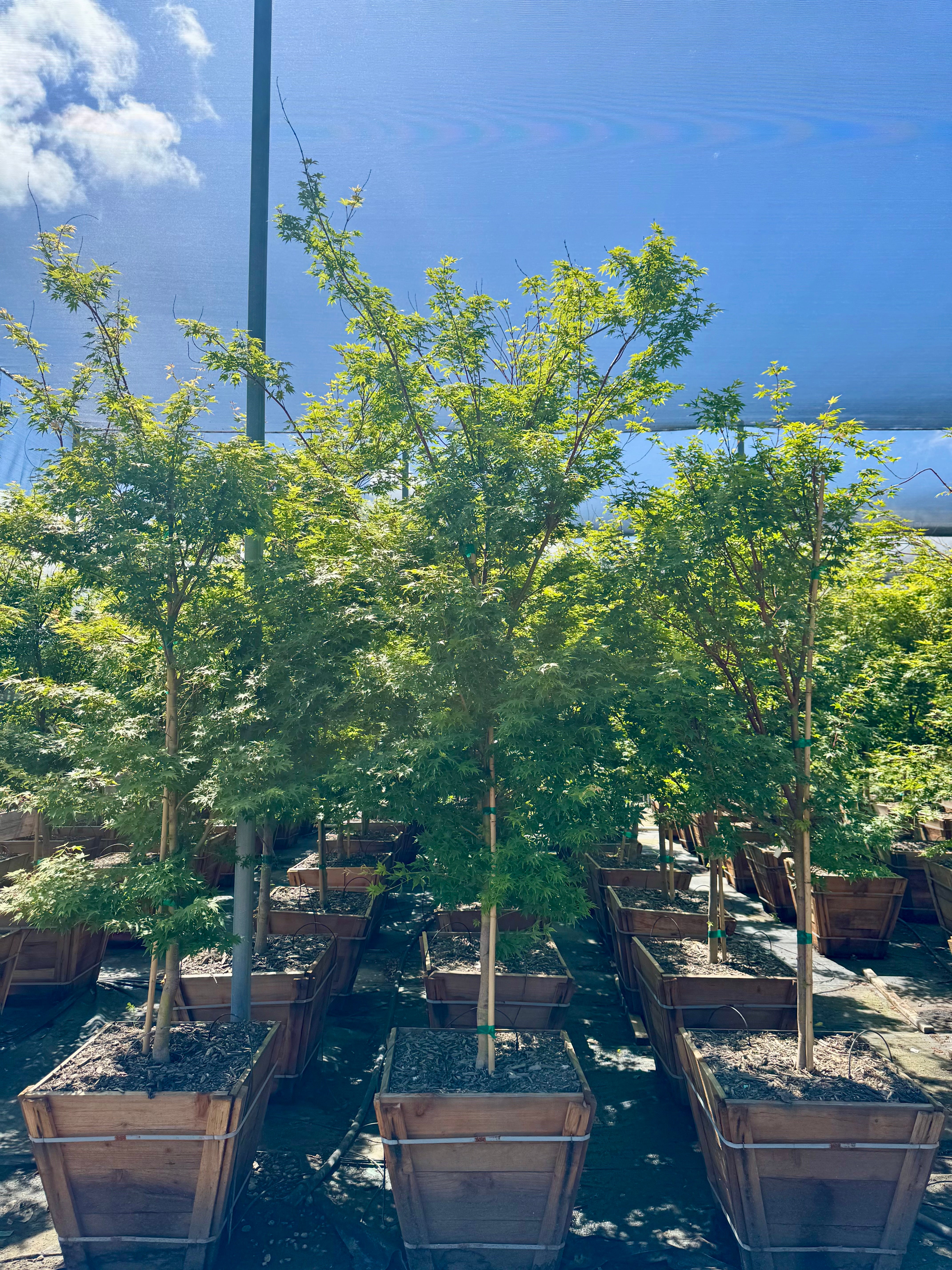 Acer Palmatum (Green Leaf Japanese Maple) 24 inch box