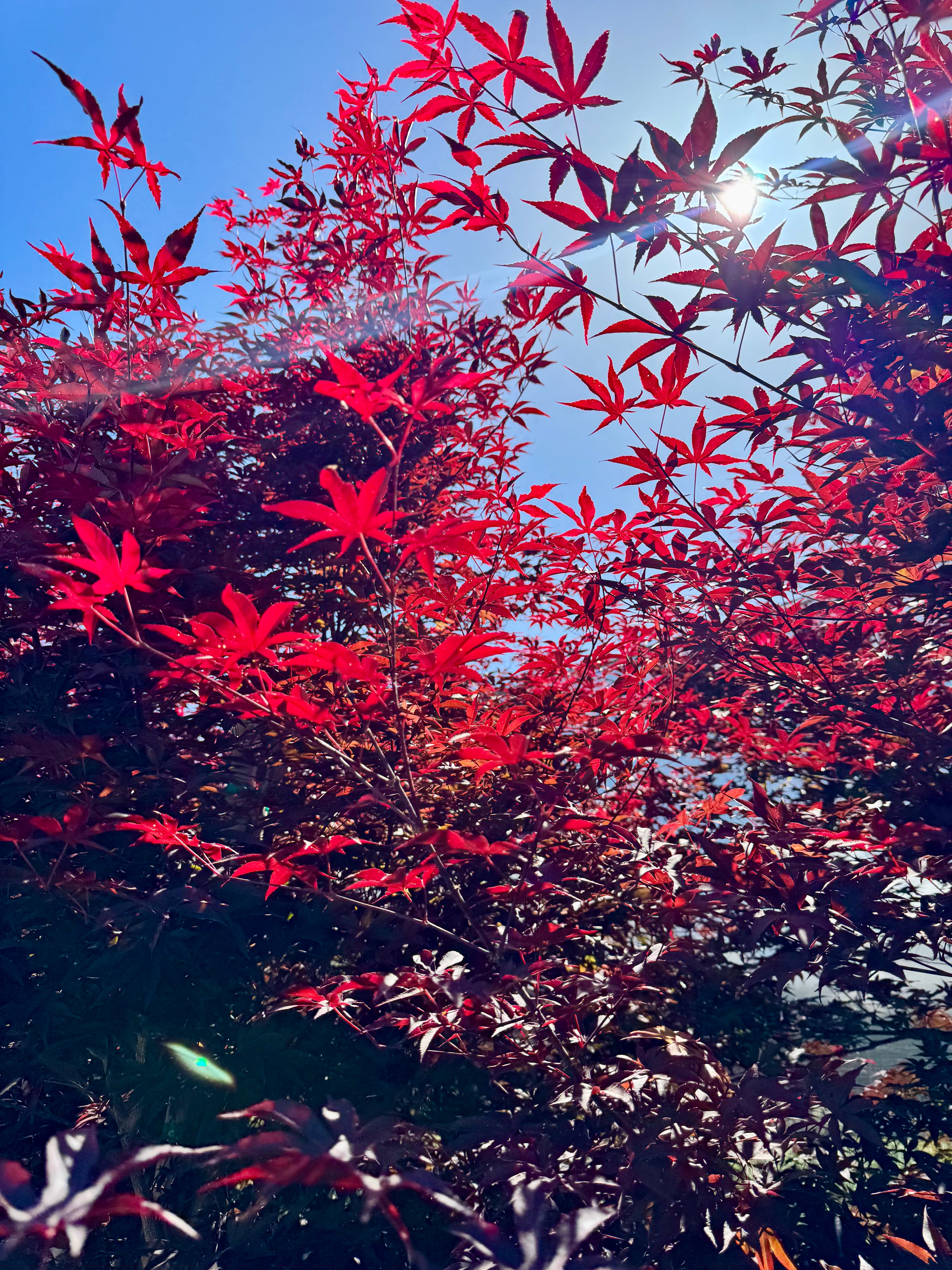 Acer Palmatum 'Blood Good' Japanese Maple Multi Trunk 24 inch box