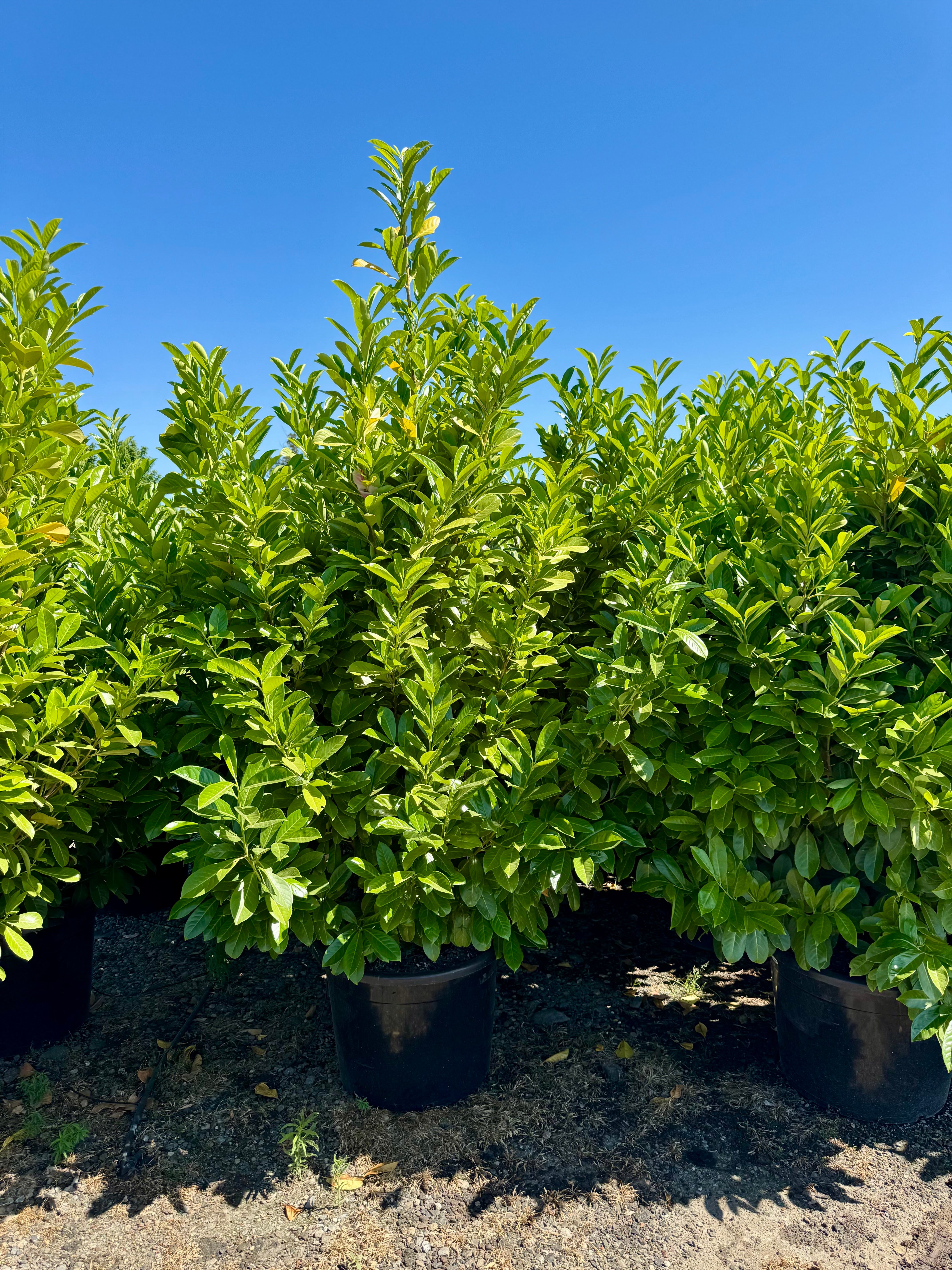 English Laurel (Prunus Laurocerasus) Column 25 Gallon or 24 inch box