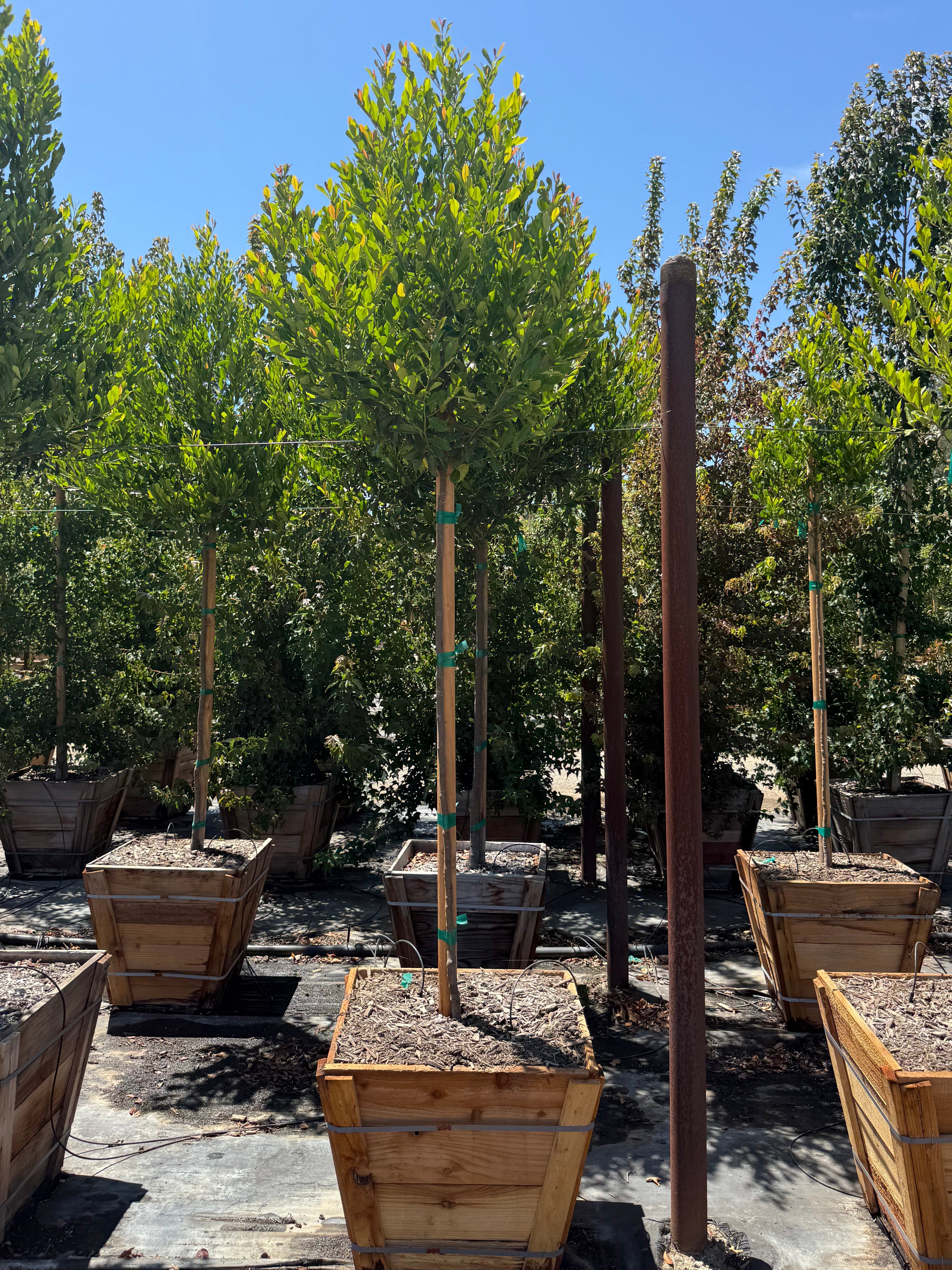 Carolina Cherry Compacta (Prunus Caroliniana) Tree Form 24 inch box