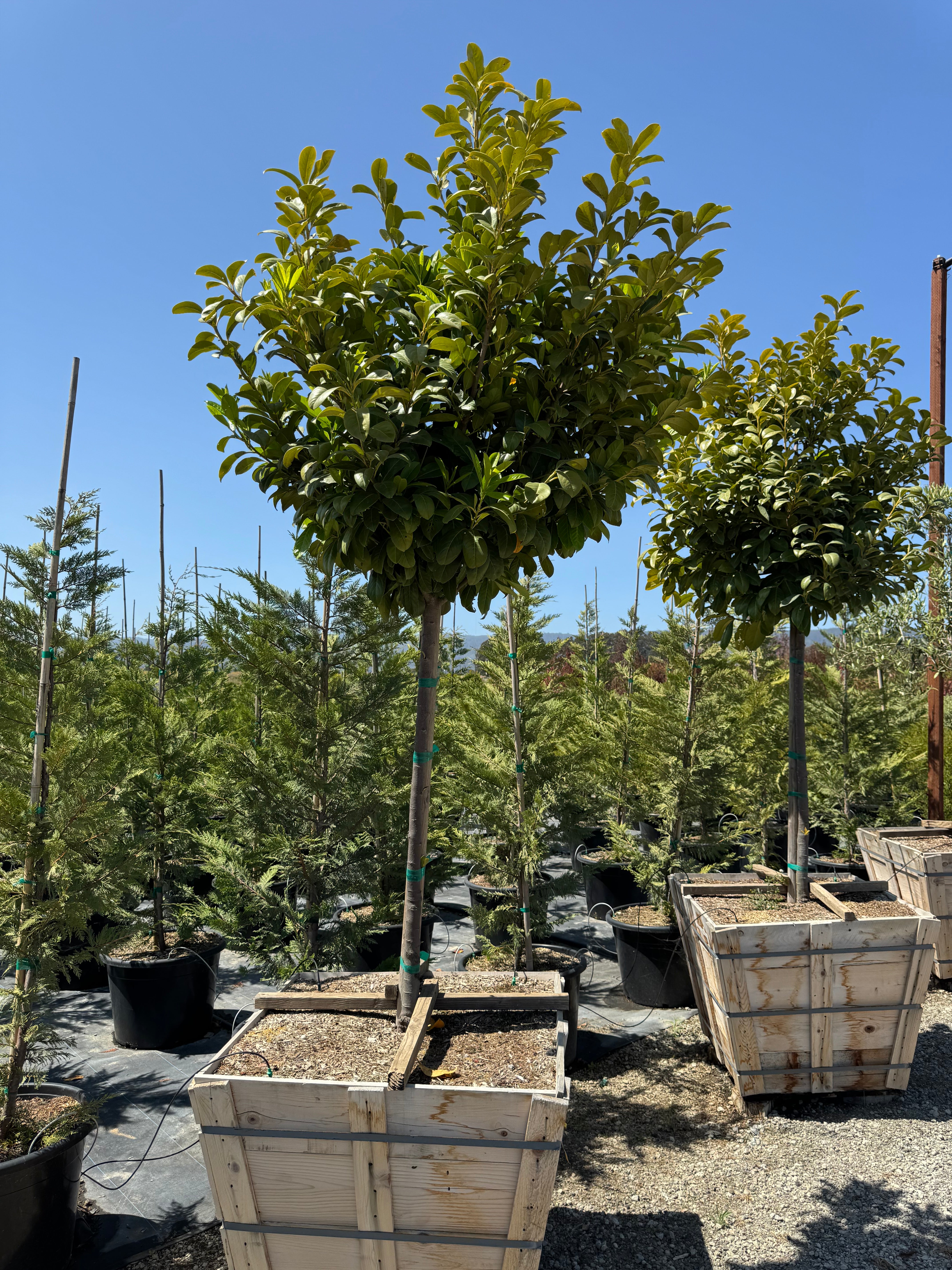 English Laurel (Prunus laurocerasus) Tree Form 36 inch box