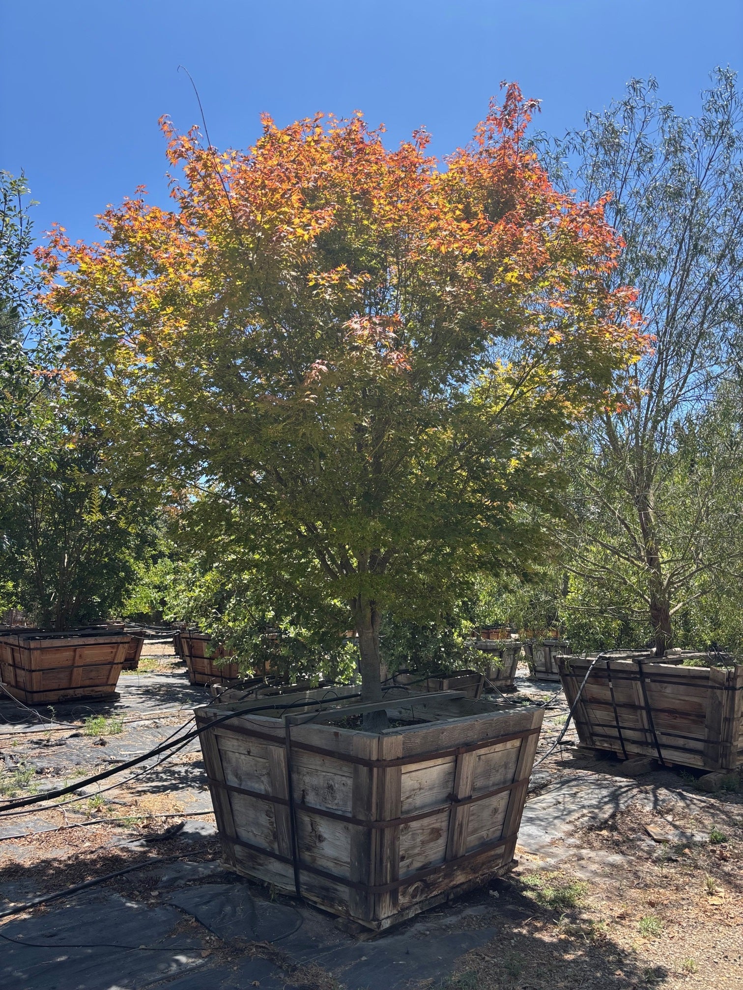 Acer Palmatum (Sango Kaku) Coral Bark Maple 60 inch box