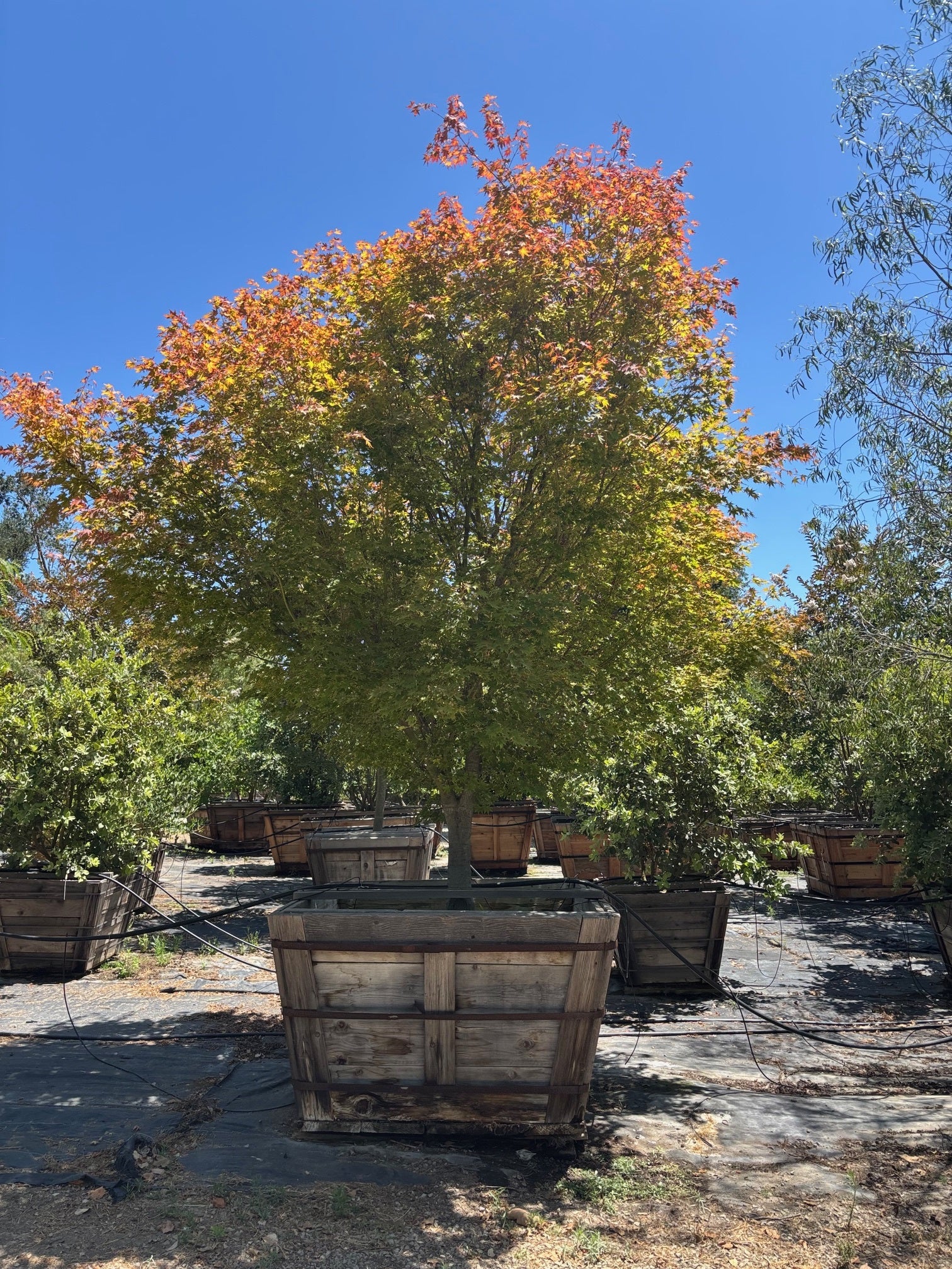 Acer Palmatum (Sango Kaku) Coral Bark Maple 60 inch box
