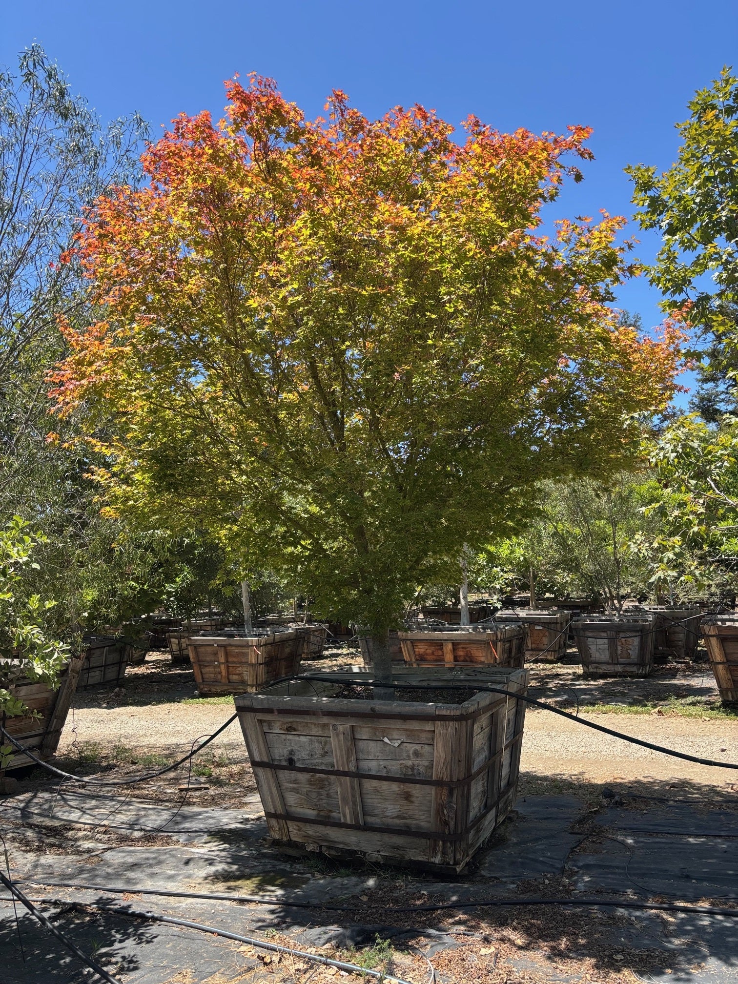 Acer Palmatum (Sango Kaku) Coral Bark Maple 60 inch box